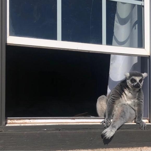 🐒 XL Black Crewneck Lemur Sweatshirt🧥 - Picture 12 of 16